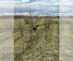 Small Photo #1 German Shorthaired Pointer Puppy For Sale in SARANAC, MI, USA