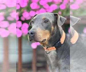 Doberman Pinscher Dogs for adoption in Aurora, OH, USA