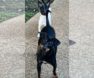 Nacho - Male Rat-Cha Dog for Adoption - Photo #3