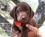 Small #2 Labrador Retriever