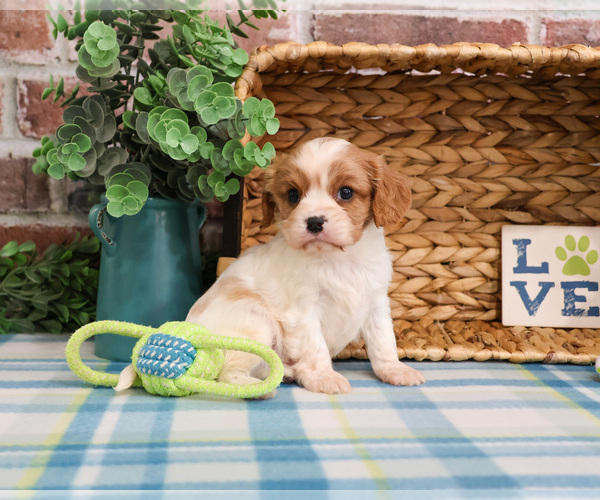 Medium Photo #2 Cavalier King Charles Spaniel Puppy For Sale in SYRACUSE, IN, USA