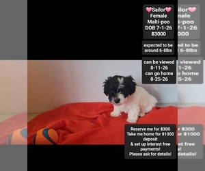 Maltipoo (Toy) Puppy for sale in TUCSON, AZ, USA
