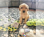 Small Photo #31 Golden Retriever Puppy For Sale in WASECA, MN, USA