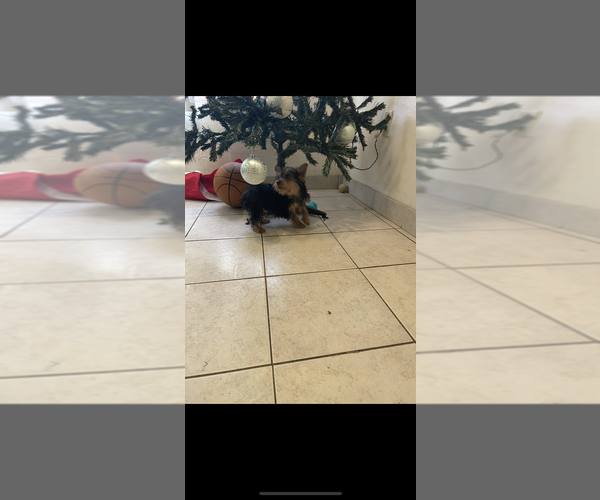 Medium Photo #1 Yorkshire Terrier Puppy For Sale in SAN DIEGO, CA, USA