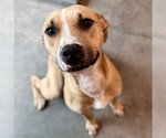 Small Labrador Retriever Mix