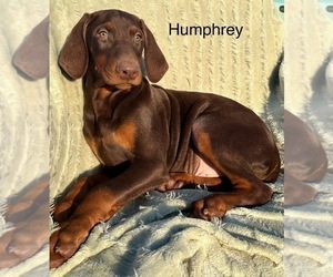 Medium Doberman Pinscher