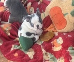 Puppy Puppy 2 Bernie Faux Frenchbo Bulldog