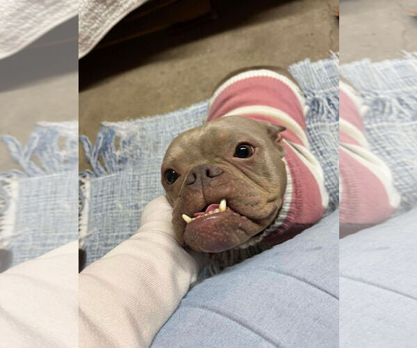 Medium Photo #1 Mutt Puppy For Sale in Kewanee, IL, USA