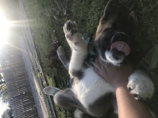 Akita Puppy for sale in HARRISONVILLE, MO, USA