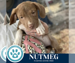 Small #1 Labrador Retriever Mix
