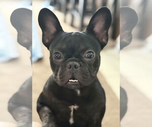 French Bulldog Dogs for adoption in Valrico, FL, USA