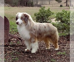 Father of the Miniature American Shepherd puppies born on 04/26/2024
