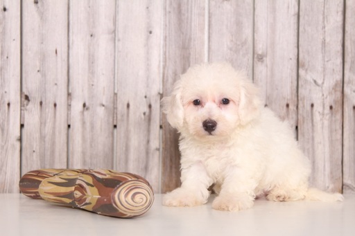 Medium Photo #1 Bichon Frise Puppy For Sale in MOUNT VERNON, OH, USA