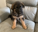 Puppy 5 German Shepherd Dog