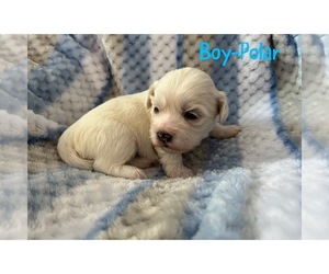 Zuchon Puppy for sale in PORT RICHEY, FL, USA