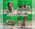 Small Photo #9 German Shorthaired Pointer Puppy For Sale in MOYIE SPRINGS, ID, USA