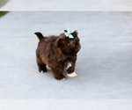 Small #3 Shih Tzu