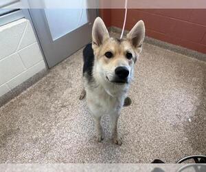 German Shepherd Dog-Siberian Husky Mix Dogs for adoption in Pueblo, CO, USA