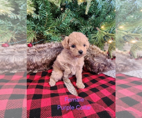 Medium Photo #6 Maltipoo (Miniature) Puppy For Sale in MESA, AZ, USA