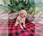 Small #5 Maltipoo