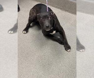 American Pit Bull Terrier-Unknown Mix Dogs for adoption in Las Vegas, NV, USA