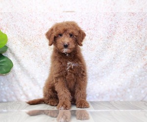 Goldendoodle (Miniature) Puppy for sale in MARIETTA, GA, USA