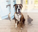 Small Boxer