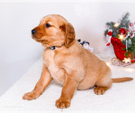 Small Photo #28 Golden Retriever Puppy For Sale in WAKARUSA, IN, USA