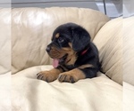 Small #13 Rottweiler