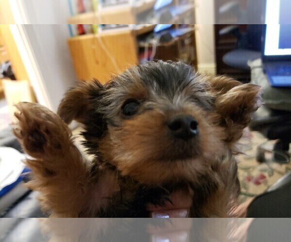 Medium Photo #10 Yorkshire Terrier Puppy For Sale in ARLINGTON, TX, USA