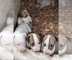 Bull Terrier Puppy for sale in BOLIVIA, NC, USA