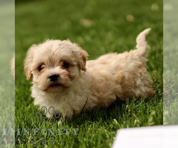 Medium Photo #2 Cavapoo (Miniature) Puppy For Sale in RONKS, PA, USA