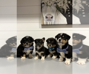 Aussie-Corgi Puppy for sale in CENTRALIA, IL, USA