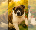 Small #1 American Pit Bull Terrier Mix
