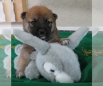 Small Photo #6 Shiba Inu Puppy For Sale in NORWOOD, MO, USA