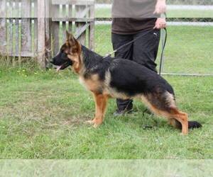 German Shepherd Dog Puppy for sale in GRIFFITH, IN, USA