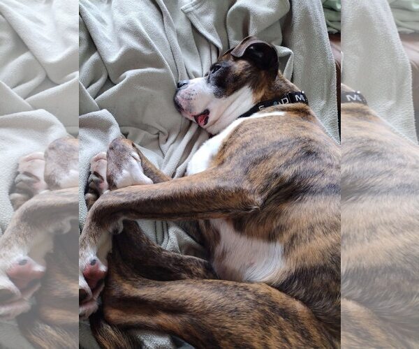 Medium Photo #3 Boxer-Unknown Mix Puppy For Sale in Rochester, NY, USA