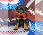 Small Photo #3 Rottweiler Puppy For Sale in GLEN ROCK, PA, USA