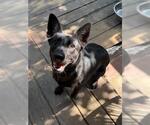 Small #2 German Shepherd Dog Mix