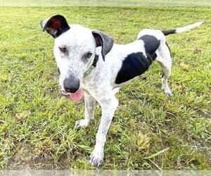 German Shorthaired Pointer Dogs for adoption in Naples, FL, USA