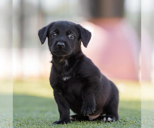 Medium Photo #2 Dachshund-Unknown Mix Puppy For Sale in San Diego, CA, USA