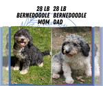 Small Photo #61 Miniature Bernedoodle Puppy For Sale in GOSHEN, IN, USA
