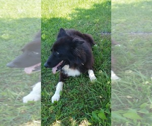 Border Collie Puppy for sale in WEST LIBERTY, KY, USA