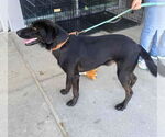Small #2 Retriever  Mix