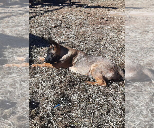 Medium Photo #8 Mutt Puppy For Sale in Imlay City, MI, USA