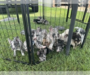 French Bulldog Puppy for sale in CHURCH POINT, LA, USA