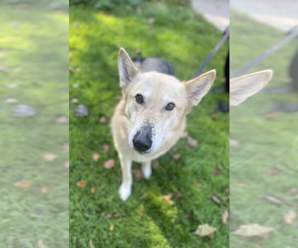 Medium Photo #2 Huskies -Unknown Mix Puppy For Sale in St. Cloud, MN, USA