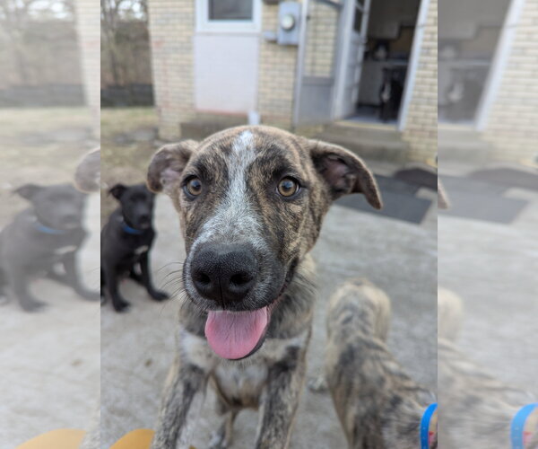 Medium Photo #12 Gerberian Shepsky Puppy For Sale in White Bluff, TN, USA