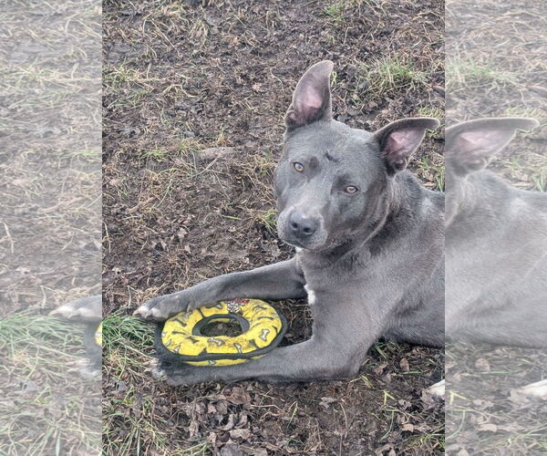 Medium Photo #19 American Pit Bull Terrier-Labrador Retriever Mix Puppy For Sale in Germantown, OH, USA