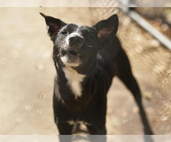 Medium Photo #1 Border Collie-Unknown Mix Puppy For Sale in Tulsa, OK, USA